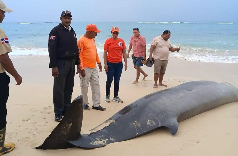 Mesoplodon muerto en Playa Grande abre interrogantes sobre la respuesta ambiental