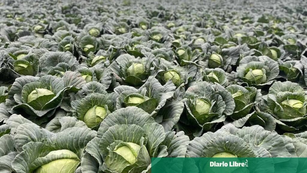Productores de Constanza y Tireo piden apoyo oficial ante pérdidas por altos costos y bajos precios: en contexto