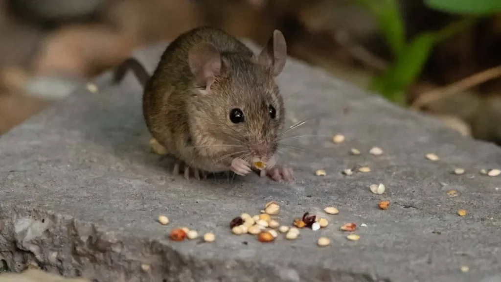 Especialistas insisten en aislar y rastrear contactos por el hantavirus andino: en contexto