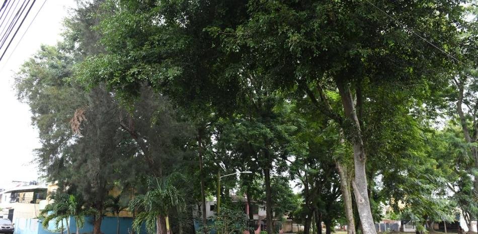 Vecinos de Los Molinos denuncian trabas y falta de respuesta ante árboles en riesgo sobre sus casas