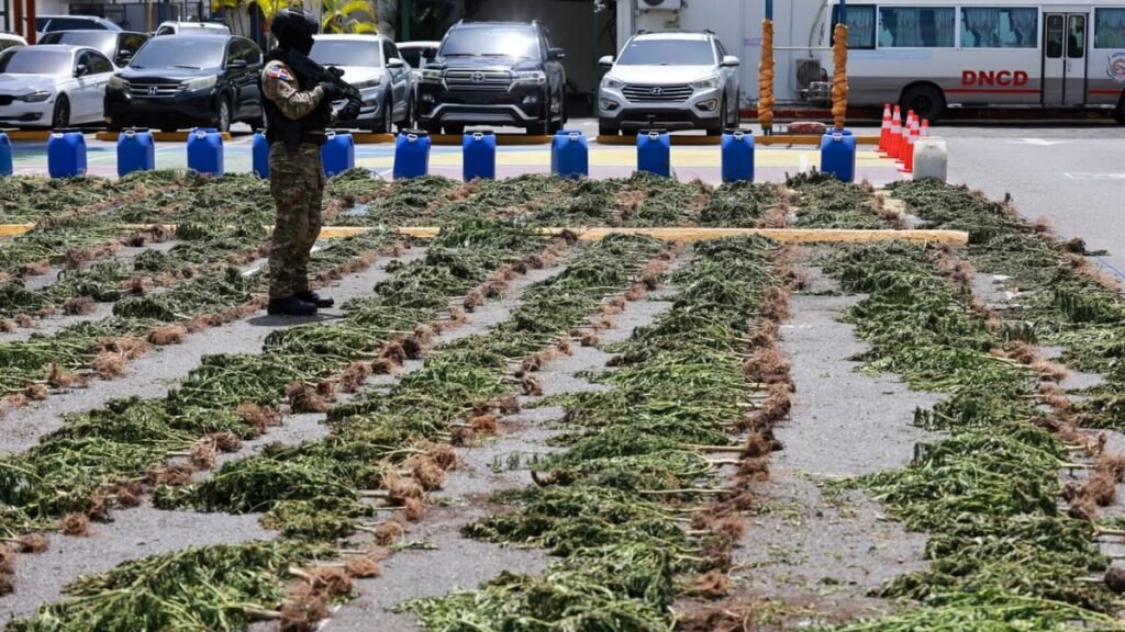 Incautan más de 3,000 plantas de presunta marihuana en Ocoa y se amplía la alerta sobre vigilancia rural