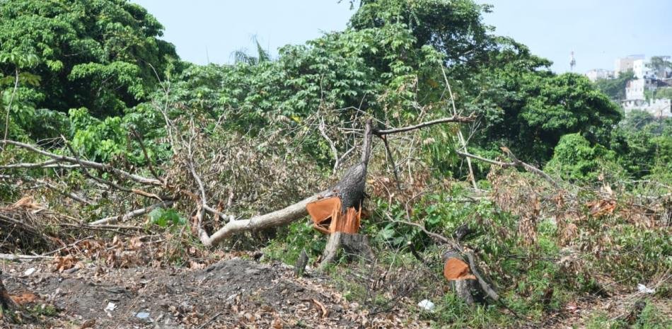 La tala en la 6 de Noviembre provoca reclamos y coloca a Medio Ambiente bajo presión