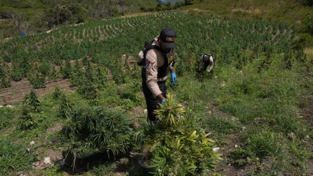 Más de 3,000 plantas de marihuana son halladas en Ocoa y el operativo deja tres detenidos