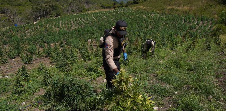 DNCD desmantela en Ocoa un cultivo de más de 3,000 plantas de marihuana con centro de procesamiento clandestino