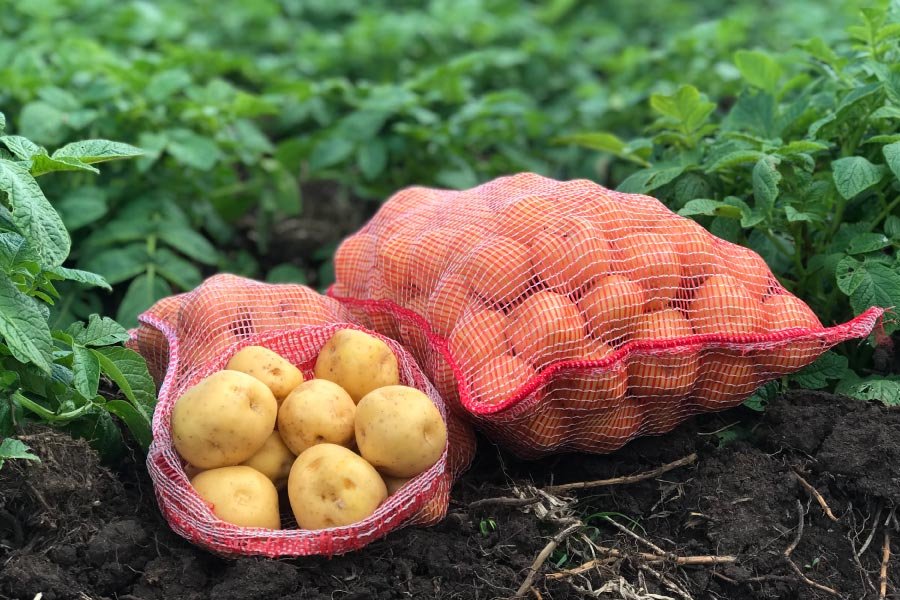 República Dominicana registra más producción de raíces y tubérculos en 2025, según Agricultura