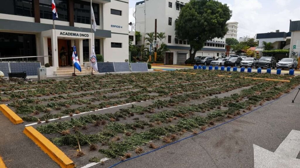 DNCD decomisa 3,533 plantas de marihuana en operativo en Ocoa