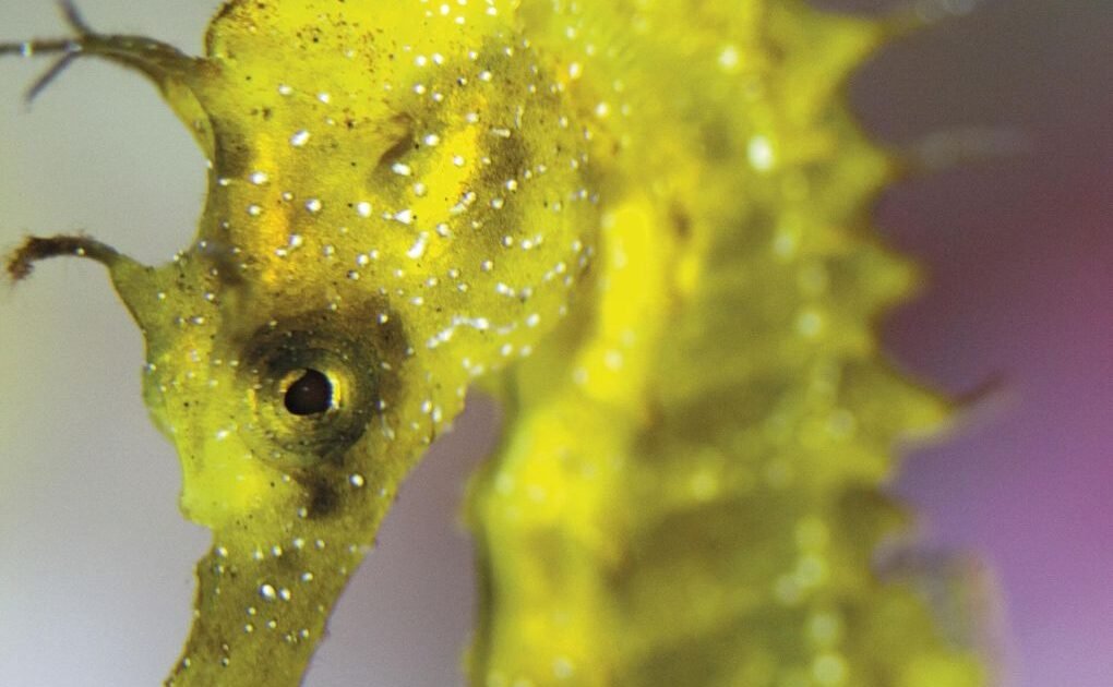 Un sistema de IA en Australia ayuda a detectar tráfico ilegal de fauna marina