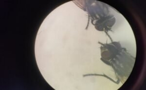 Un estudio del IRB apunta a cómo tumores dañan el tejido sano para seguir creciendo