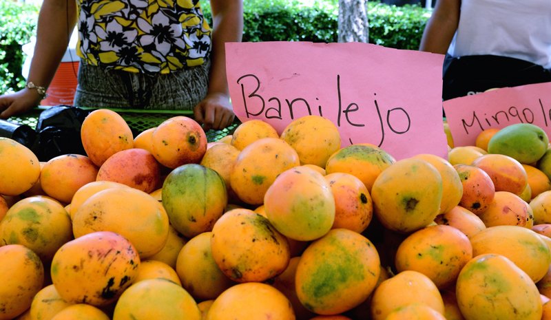 Expo Mango 2026 regresará a Baní con atención puesta en el sector y la demanda de resultados concretos