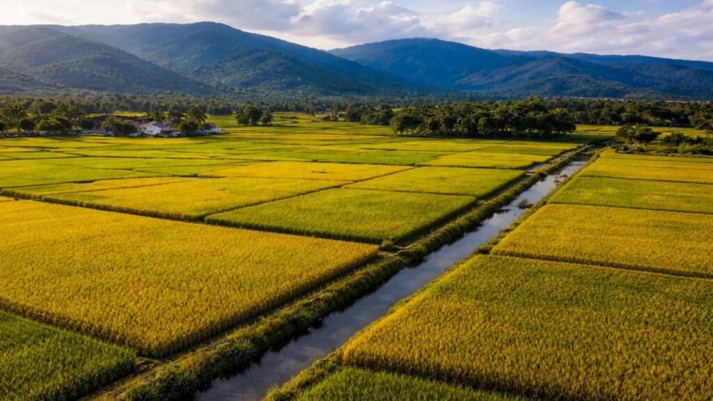 Plantean zonificar cultivos y exponen uso ineficiente de tierras y agua en zonas agrícolas clave