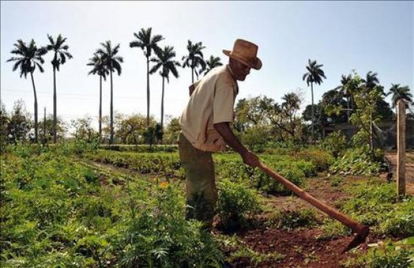 El agro dominicano avanza en el trimestre, aunque persisten brechas de productividad