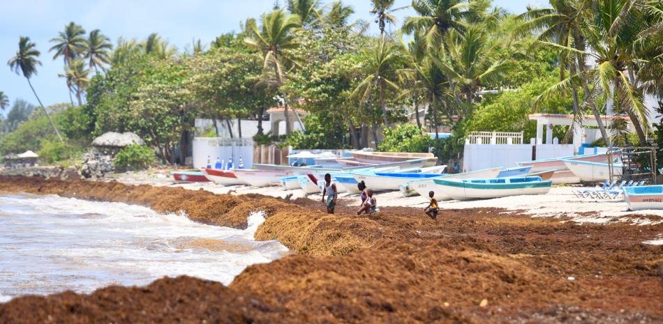 Hallazgo de Intec convierte el sargazo en insumo útil mientras la crisis en las costas sigue golpeando al Caribe
