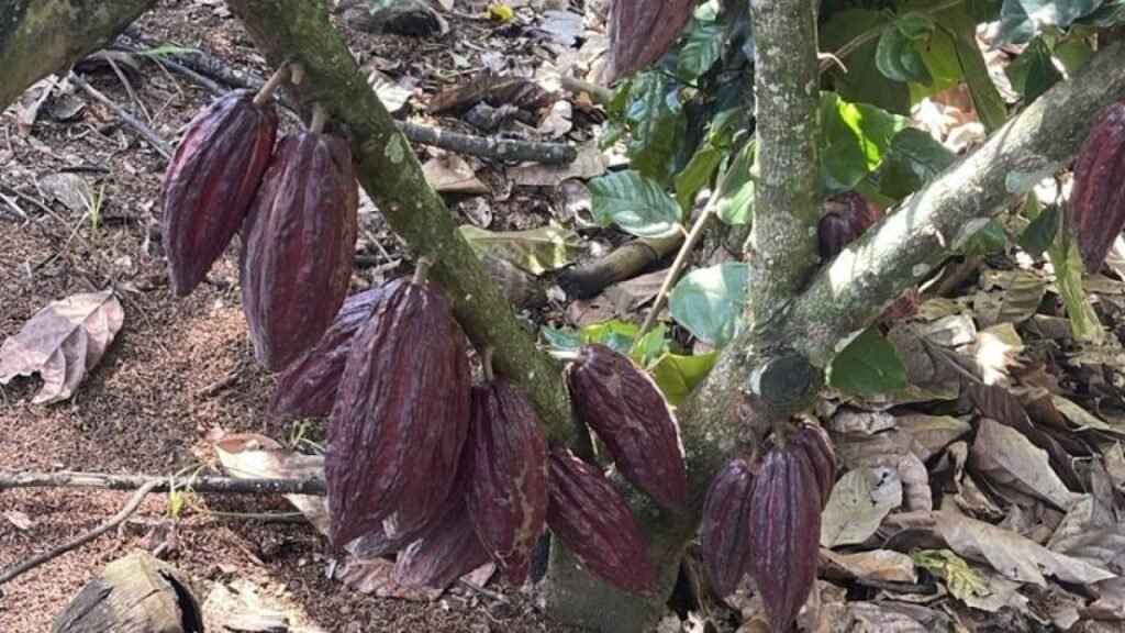 Hidalgo recuerda el impulso al cacao en 1979 y pone el foco en resultados verificables